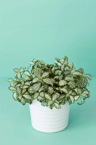 Fittonia albivenis en maceta blanca — Foto de Stock