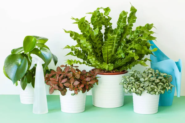 Tanaman rumah Asplenium nidus, peperomia dan fittonia dalam pot bunga — Stok Foto