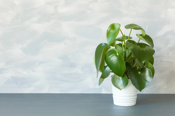 Kamerplant peperomia in witte pot — Stockfoto