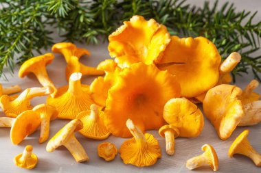 gri arka plan üzerinde ham taze Cantharellus cibarius mantar