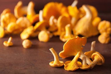 koyu arka plan üzerinde ham taze Cantharellus cibarius mantar