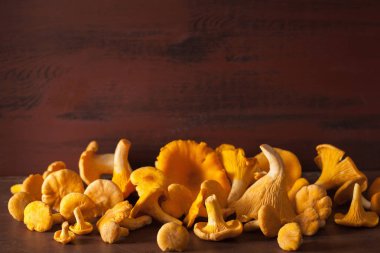 koyu arka plan üzerinde ham taze Cantharellus cibarius mantar