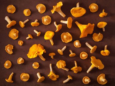 ham taze Cantharellus cibarius mantar düz koyu arka plan üzerinde yatıyordu