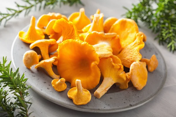 taze Cantharellus cibarius mantar gri arka plan üzerinde