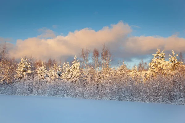 Beautiful winter landscape snow tree — Stock Photo, Image