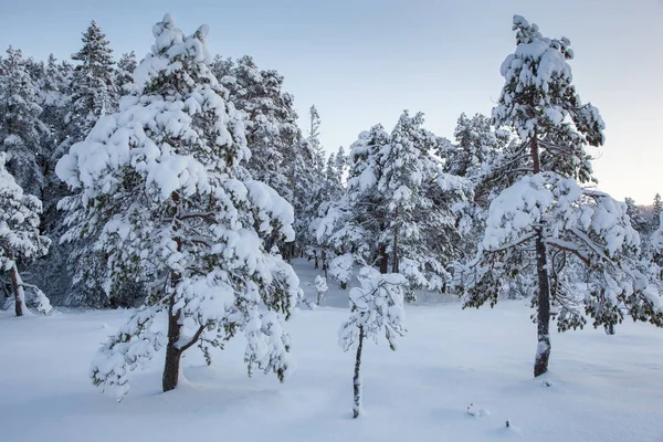 美丽的冬天的风景雪树 — 图库照片
