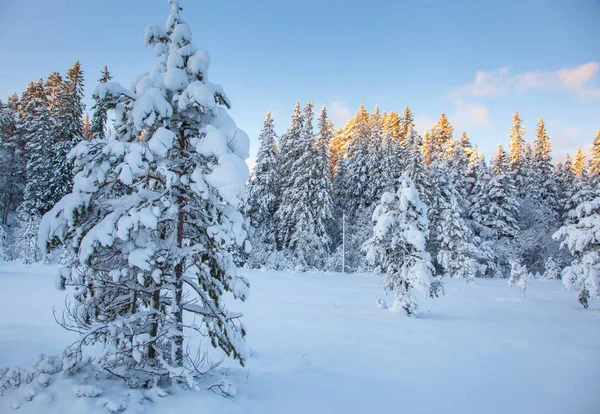 美しい冬の風景雪の木 — ストック写真