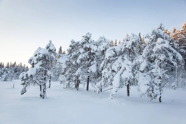 Bela paisagem de inverno árvore de neve — Fotografia de Stock