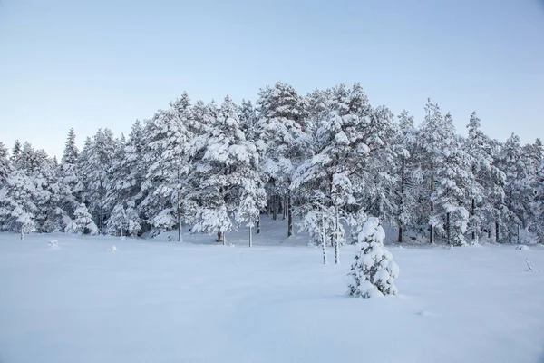 美丽的冬天的风景雪树 — 图库照片