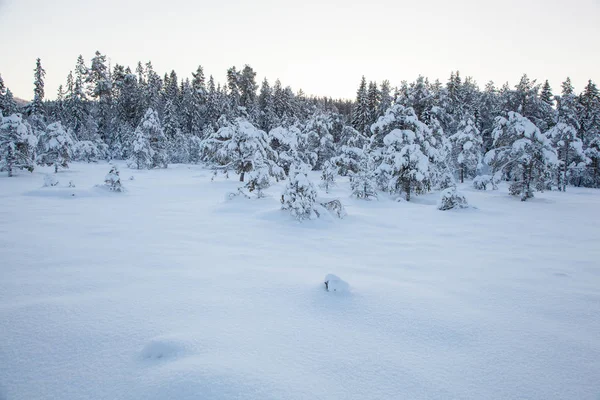 Beau paysage d'hiver arbre à neige — Photo