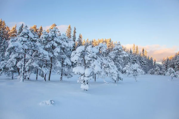 Piękny zimowy krajobraz snow drzewo — Zdjęcie stockowe