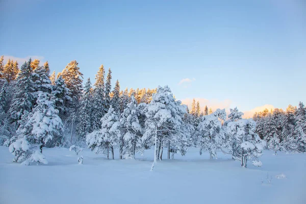 Bellissimo paesaggio invernale albero della neve — Foto Stock