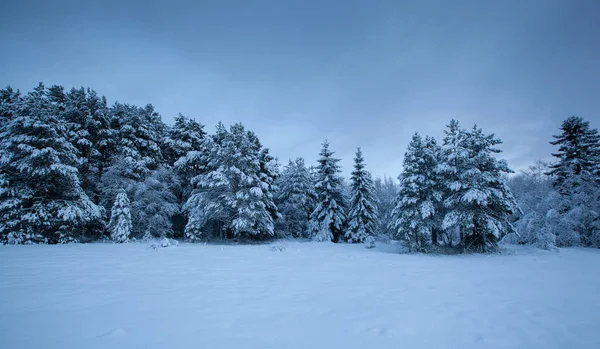 美しい冬の風景雪の木 — ストック写真