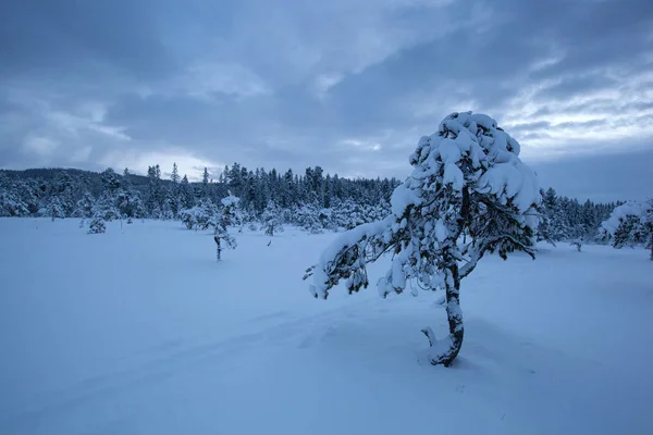 Krásné zimní krajiny sněhu strom — Stock fotografie