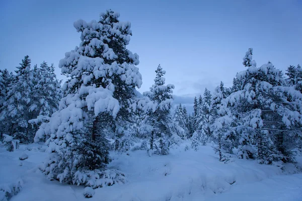 Beautiful winter landscape snow tree — Stock Photo, Image