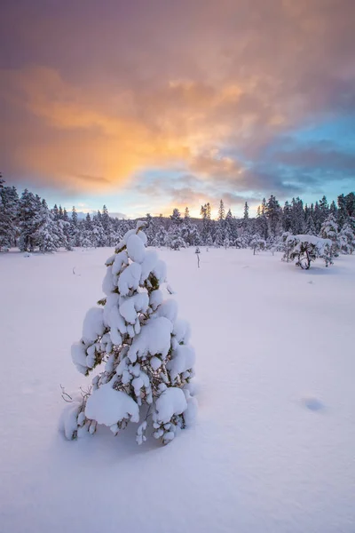 Hermoso paisaje de invierno árbol de nieve —  Fotos de Stock