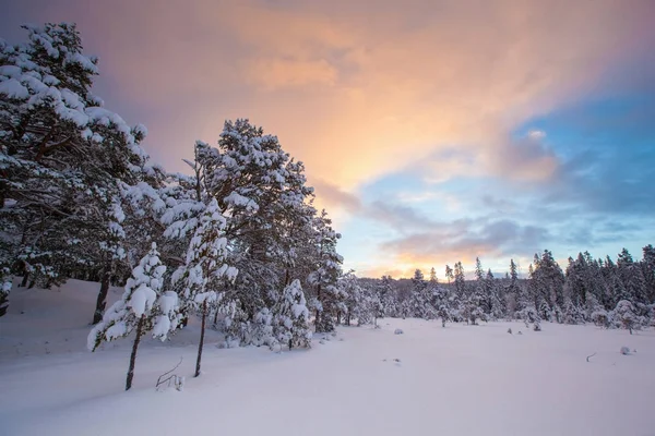 Bela paisagem de inverno árvore de neve — Fotografia de Stock