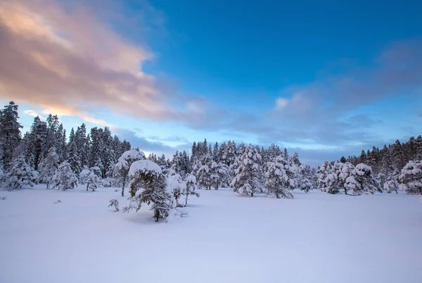 Kaunis talvi maisema lumi puu — kuvapankkivalokuva