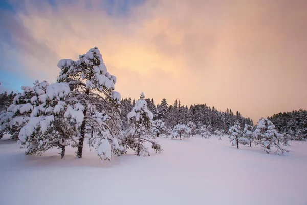 Beau paysage d'hiver arbre à neige — Photo