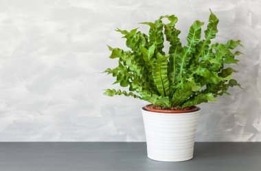 houseplant Asplenium nidus beyaz tencerede