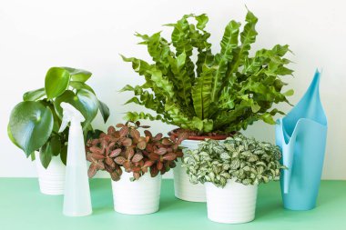 houseplants Asplenium nidus, peperomia ve saksının içinde fittonia