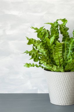 houseplant Asplenium nidus beyaz tencerede