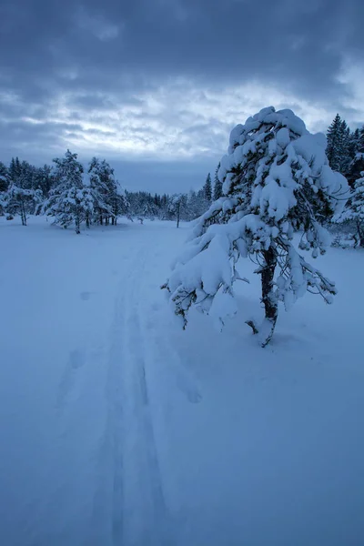 Hermoso paisaje de invierno árbol de nieve — Foto de Stock