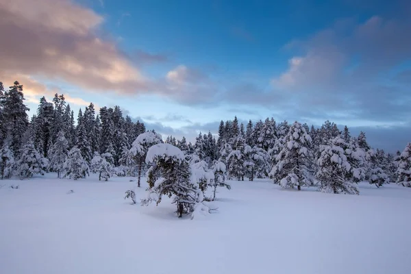 Bela paisagem de inverno árvore de neve — Fotografia de Stock