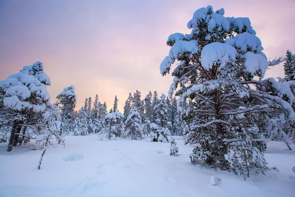 美しい冬の風景雪の木 — ストック写真