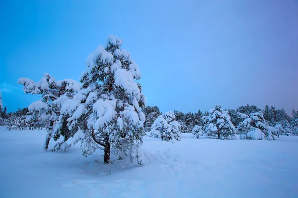 美丽的冬天的风景雪树 — 图库照片