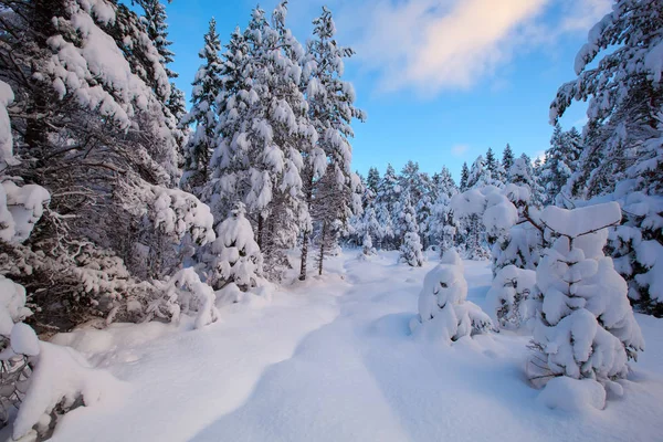 Krásné zimní krajiny sněhu strom — Stock fotografie
