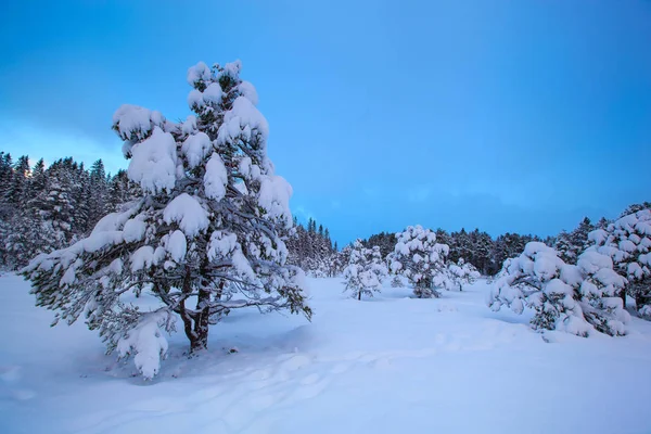 Beautiful winter landscape snow tree — Stock Photo, Image