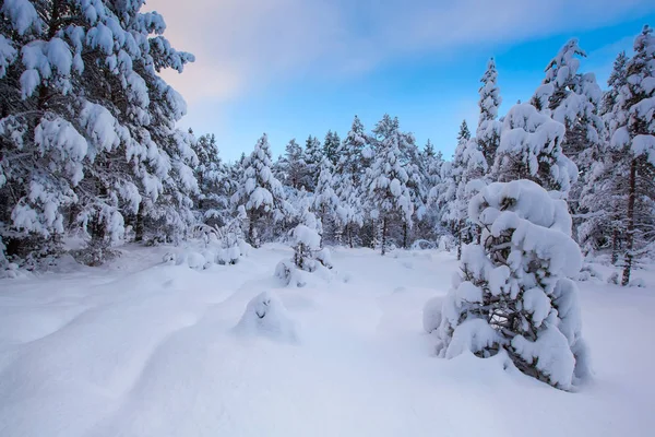 Bela paisagem de inverno árvore de neve — Fotografia de Stock