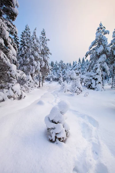 Vackra vinter landskap snö träd — Stockfoto