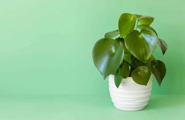 Peperomia di piante d'appartamento in vaso bianco — Foto Stock