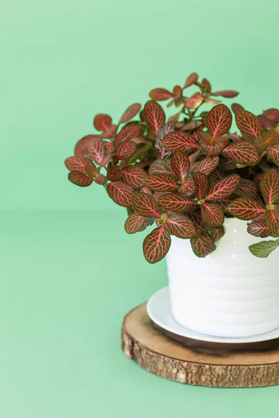 Zimmerpflanze fittonia albivenis im weißen Topf — Stockfoto