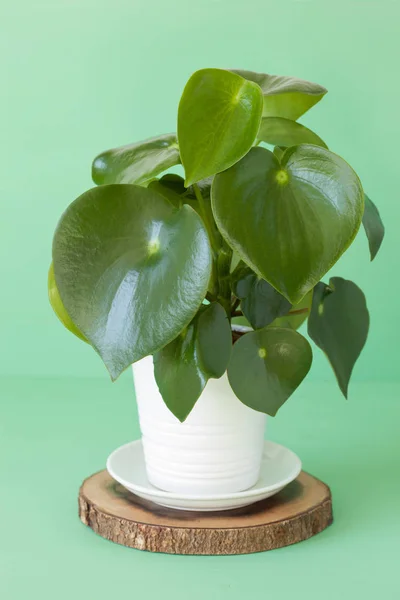 Houseplant peperomia beyaz tencerede — Stok fotoğraf
