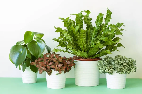 Plantas de interior Asplenium nidus, peperomia y fittonia en maceta — Foto de Stock