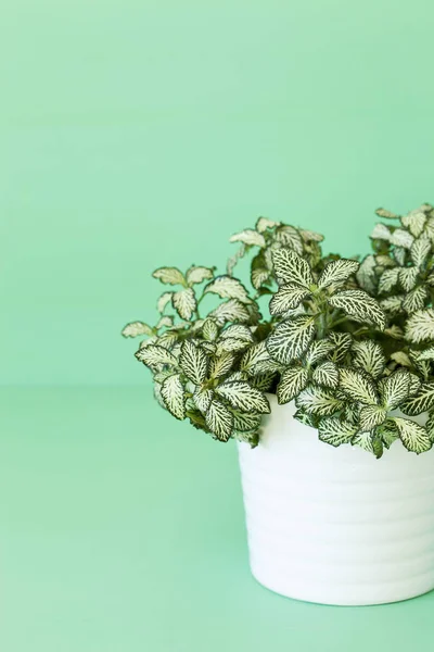 Houseplant fittonia albivenis beyaz tencerede — Stok fotoğraf