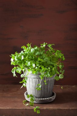 taze kişniş bitki tencerede