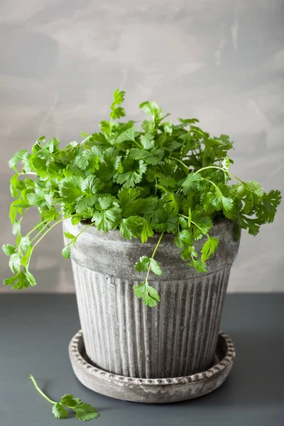 Hierba cilantro fresca en maceta — Foto de Stock