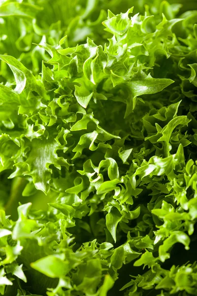 新鮮なグリーン サラダ葉の背景 — ストック写真