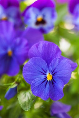 güzel homo Yaz Çiçek bahçesinde