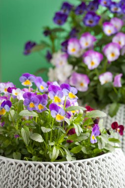 güzel homo Yaz Çiçek saksıları bahçe içinde