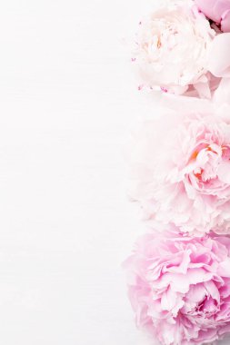 Güzel pembe şakayık çiçeği arka planı