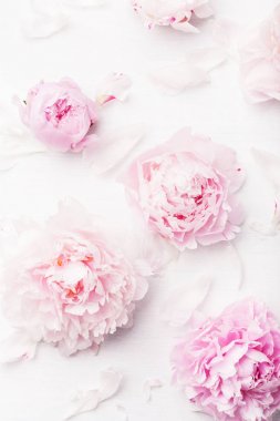 Güzel pembe şakayık çiçeği arka planı