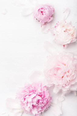 Güzel pembe şakayık çiçeği arka planı
