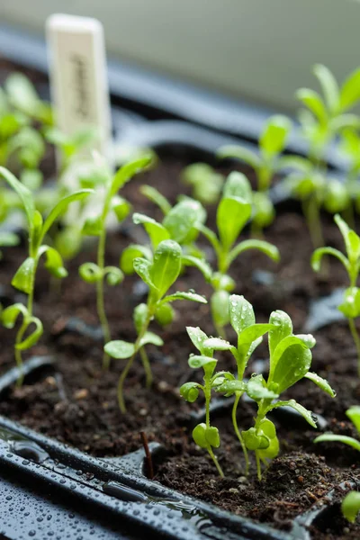 Seedling planten die groeien in kiemkracht plastic lade — Stockfoto