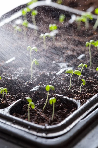Itämismuovitarjottimella kasvavat taimet — kuvapankkivalokuva