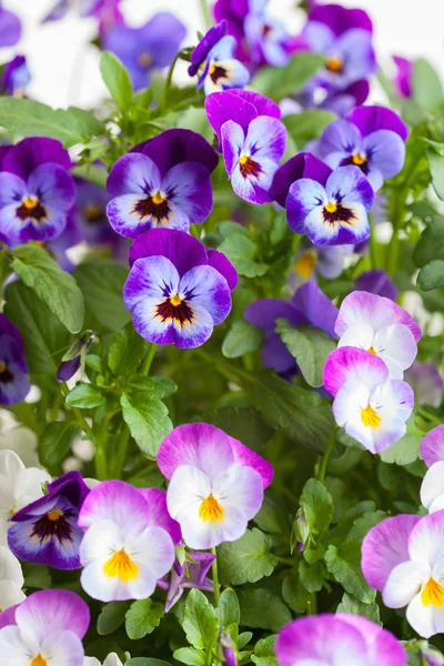 Schöne Stiefmütterchen Sommerblumen im Garten — Stockfoto